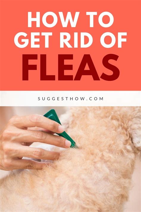 How To Control Fleas In Your House