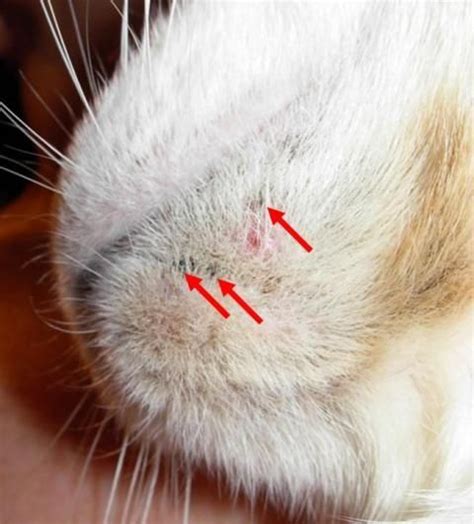 Feline Acne Is A Condition In Which Blackheads Develop On The Chin Of A