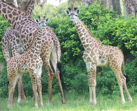 Wildlife Wednesday Welcome Our Baby Giraffe To The