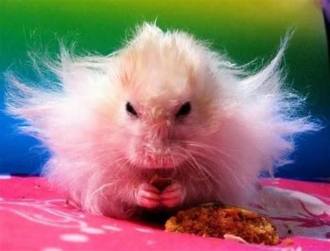 15 Fotos De Animais Assustadoramente Maquiavélicos Funny Hamsters
