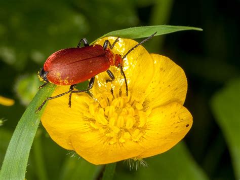 We did not find results for: How Do Beetles Pollinate Flowers: Learn About Pollinating ...