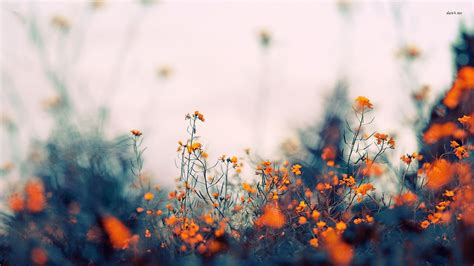 Aesthetic flower wallpapers top free aesthetic flower wallpaperaccess.com. Best HDQ Orange Flowers Pictures (Best 42 HD Widescreen ...