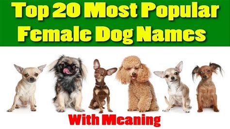 Top 20 Most Popular Female Dog Names With Meaning 2018 Youtube