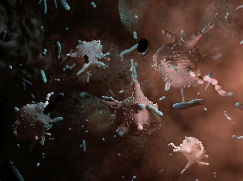 Macrophages Attacking Bacteria Photograph By Hipersynteza Fine Art