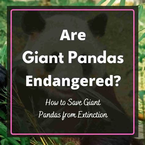 Why Are Giant Pandas Endangered? | BestofPanda