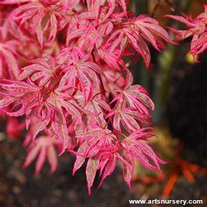 They form a group of plants that can be erect shrubs, climbing, or trailing. Acer palmatum 'Gwen's Rose Delight'