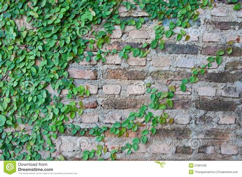 Vine Growing On A Brick Wall Stock Photo Image Of Climb Growing