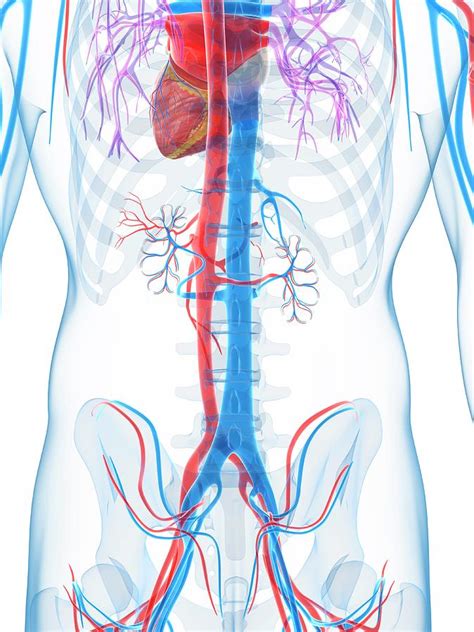 Human Vascular System Photograph By Sebastian Kaulitzki Pixels