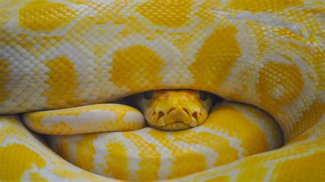 Pet Yellow Snakes Anna Blog