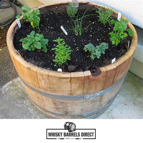 Wine Barrel Planter Whisky Barrels