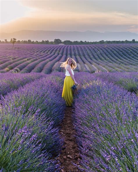 Essential Guide To The Lavender Fields In Provence Limitless Secrets
