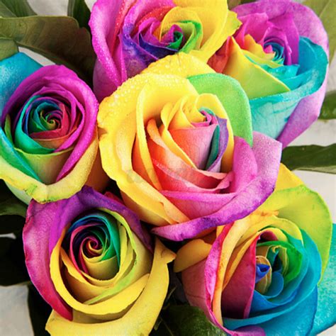 Rainbow Colored Roses Hot Sex Picture