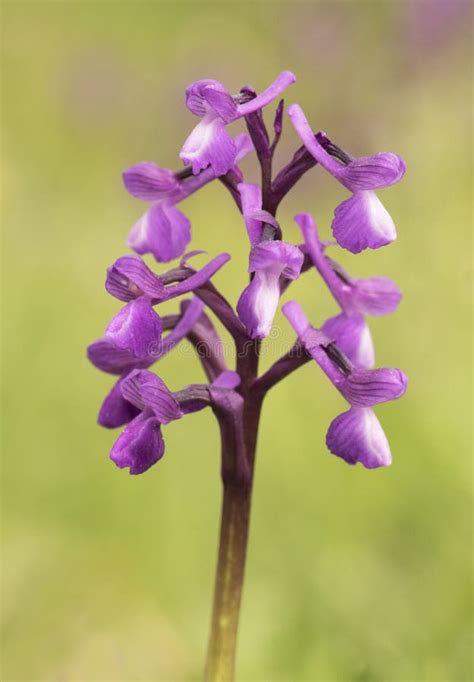 Orquis Champagneuxii Pequena Orquídea Selvagem Azul Púrpura Cor Verde