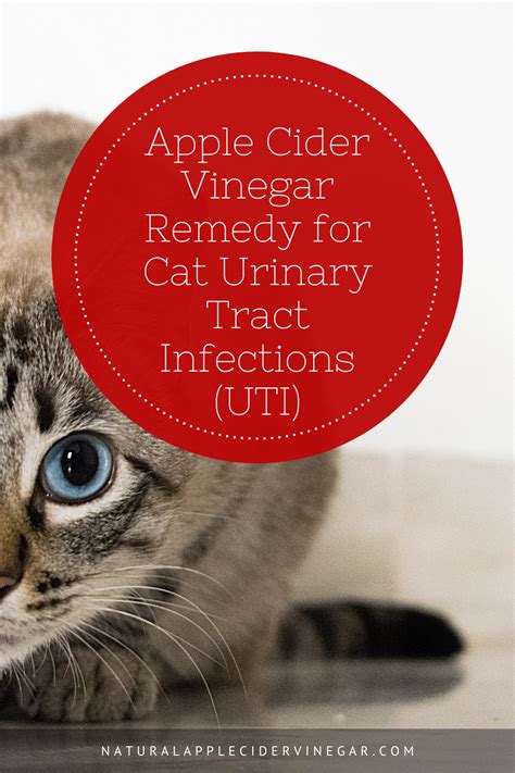 Apple Cider Vinegar Remedy For Cat Urinary Tract Infections Uti All