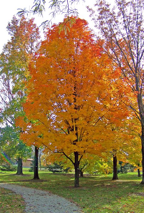 Autumn Maple Tree In Park Free Stock Photo Public Domain Pictures