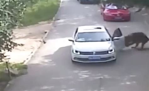 VIDEO Tigre ataca a mujer que se bajó del auto durante un safari