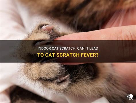 Indoor Cat Scratch Can It Lead To Cat Scratch Fever Petshun