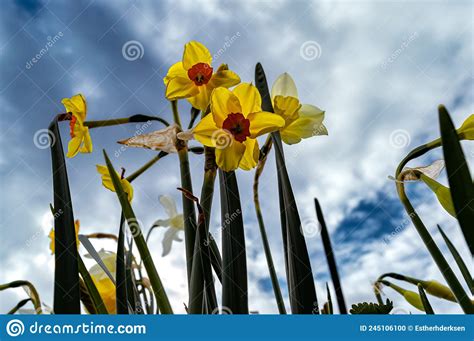 Daffodils Against A Cloudy Sky Stock Photo Image Of Cheerful April