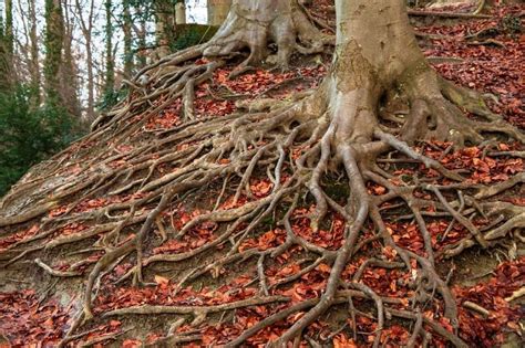 Tree Root System Types