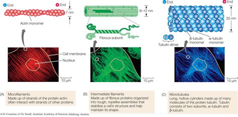 Cytoskeleton Microtubules Microfilaments And Intermediate Filaments