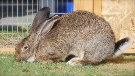 Why flemish giant rabbits make great pets