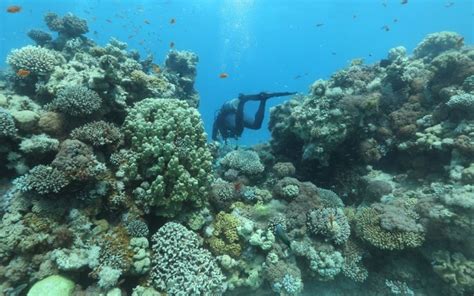Eilat Coral Reef Defies Expectations And Regenerates After Fish Farming
