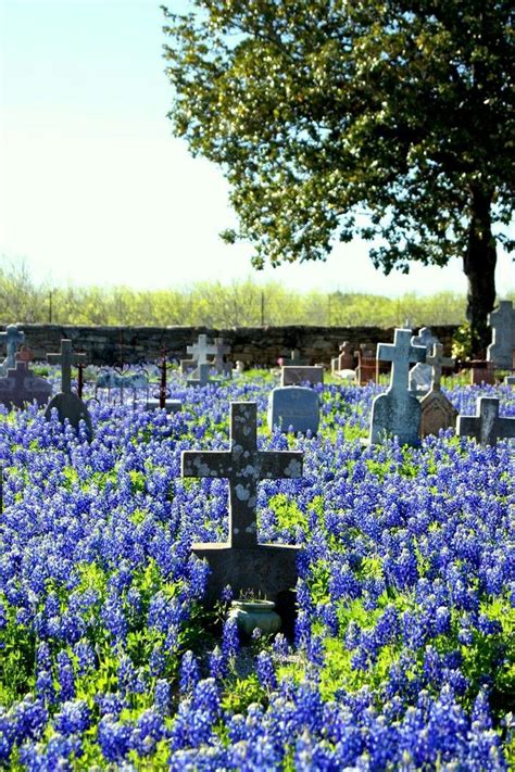 Beautiful Wild Flowers Cemetery Angels Cemetery Statues Cemetery