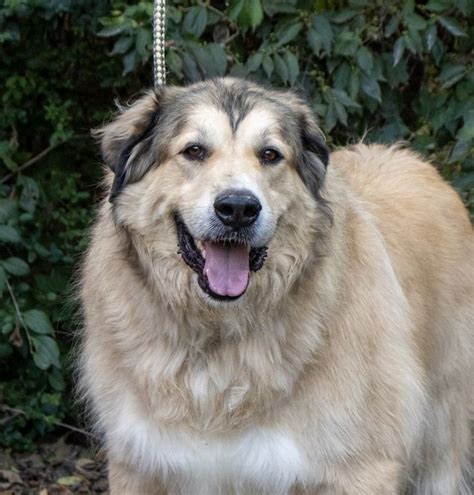 We are so happy and she is so healthy. Shaggy - Big Fluffy Dog Rescue