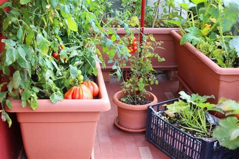 Growing Vegetables In Pots Starting A Container