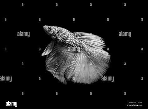 Betta Black And White Stock Photos And Images Alamy