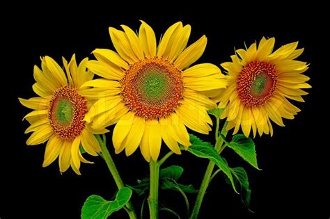 Search free sunflower wallpapers on zedge and personalize your phone to suit you. Ein Strauß von Sonnenblumen aus den ... | Stock Bild ...