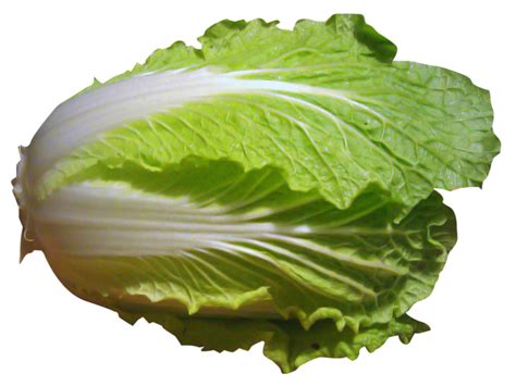 Romaine Lettuce Spring Greens Collard Greens Chinese Cabbage Vegetable