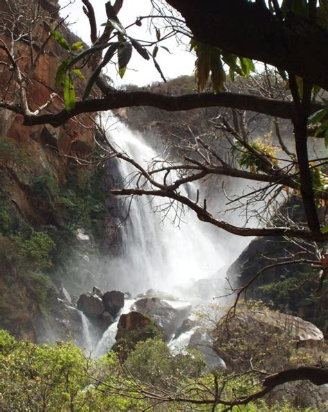 Mandacaru da serra - Livramento de Nossa Senhora
