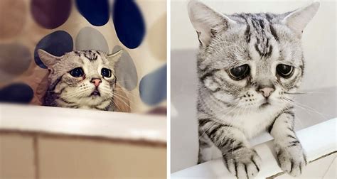 Meet Luhu The Saddest Cat In The World
