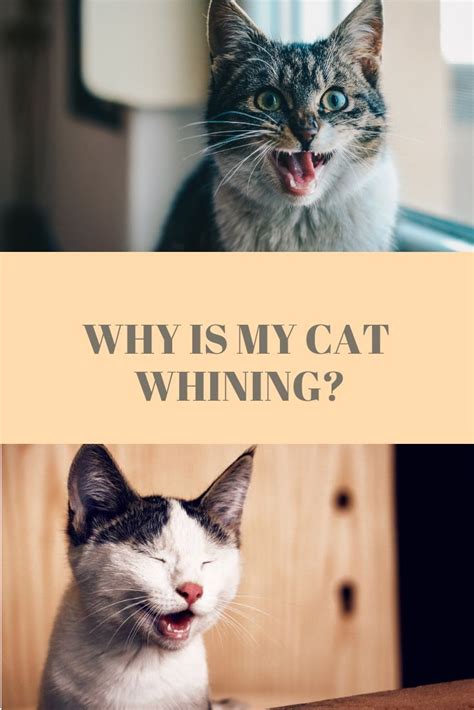 If your dog whines or cries while in the crate at night, it may be difficult to decide whether they're whining to be let out of the crate, or. Why Is My Cat Whining? | Cat care, Cat meowing at night ...