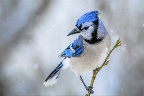 Blue Jay On Snowy Winter Day