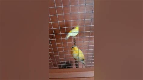 1 Pair Of Our Breeding Canaries Youtube