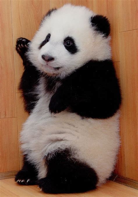 Fictionspulp © Lohsmeng Cute Panda Panda Bear Cute Baby Animals
