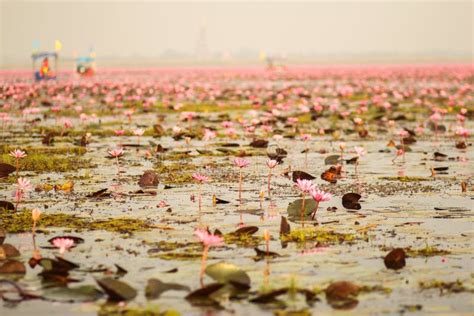 Red Lotus In The Pond At Kumphawapi Udonthani Thailand Stock Image