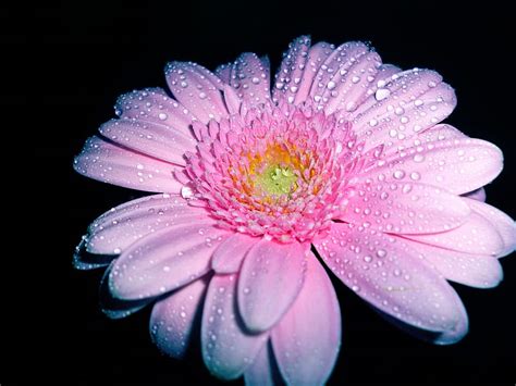 Pink Dewdrops Flower Beauty Nature Gerber Pink Hd Wallpaper Peakpx