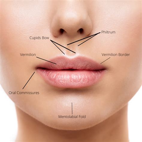 Understanding Lip Anatomy For Augmentation Renaissance Plastic Surgery