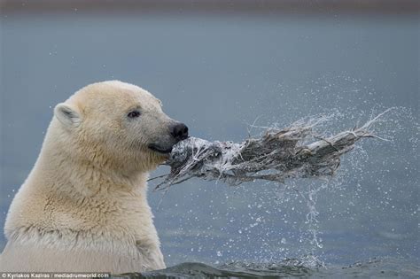 This Happy Polar Bear Cub Is Our Spirit Animal