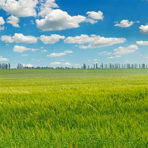 Green Field And Blue Sky Stock Image Image Of Grass 99733789