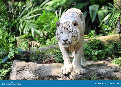 White Tiger Staring At Its Prey Royalty Free Stock Image Image 26308376