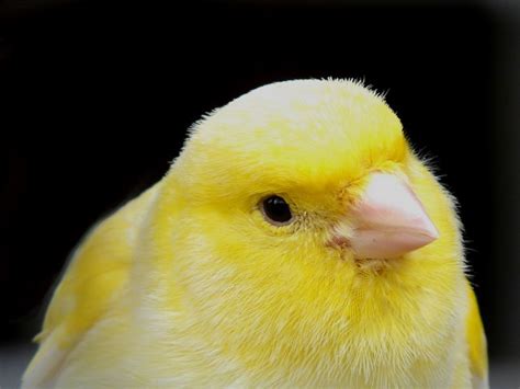 They need room to fly around and plenty of toys since they can get bored easily. Testosterone in Part of a Bird's Brain Makes Them Sing ...
