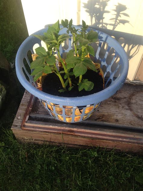 Cut seed potatoes into chunks having at least 2 fill the smart pot container about 1/3 full with a 50/50 mixture of garden soil and compost. Growing Potatoes in a Laundry Basket — Steemit | Growing ...