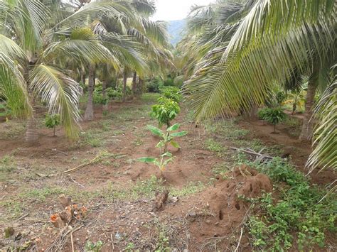 Cocoa Tree Plantation Theobroma Cacao Innovative Farming Solutions