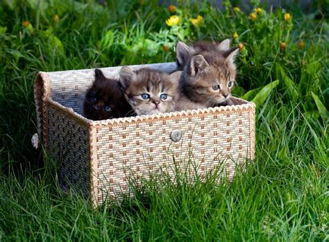 Two Beautiful Cats Hiding In The Grass Stock Photo Image Of Outdoor