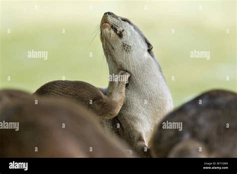 Close Up Of Smooth Coated Otter Grooming In Mangrove Habitat Singapore