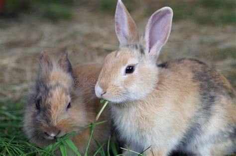 Two Young Brown Rabbits Eating Stock Photo Image Of Brown Leaf